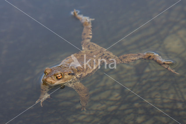 Gewone pad (Bufo bufo)