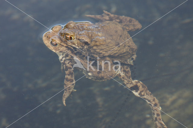 Gewone pad (Bufo bufo)