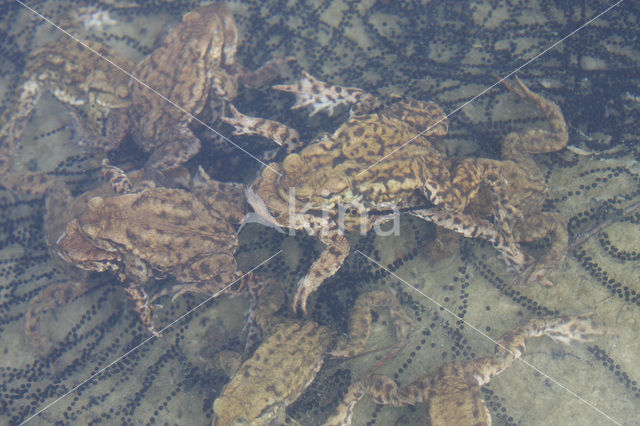 Gewone pad (Bufo bufo)