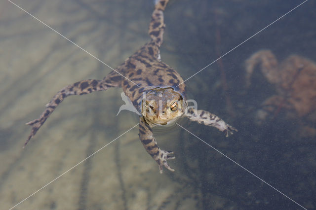 Common Toad (Bufo bufo)