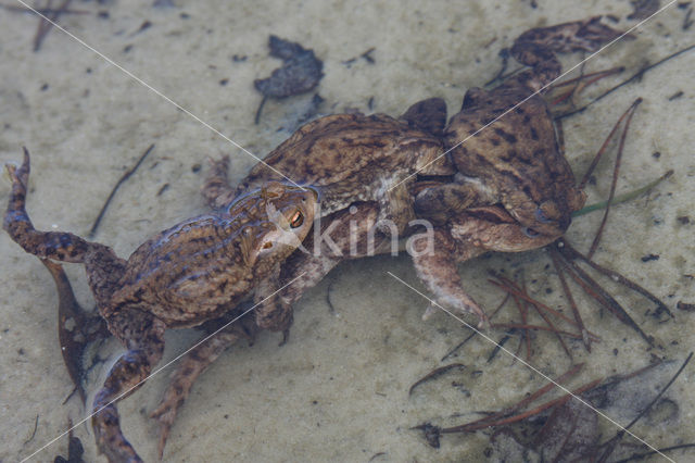 Gewone pad (Bufo bufo)