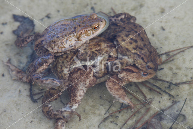 Gewone pad (Bufo bufo)