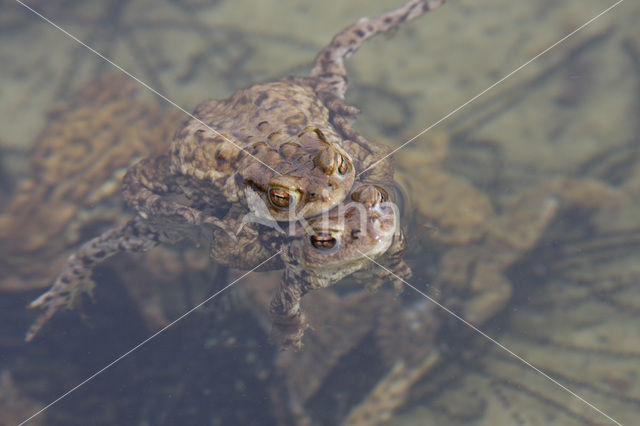 Gewone pad (Bufo bufo)