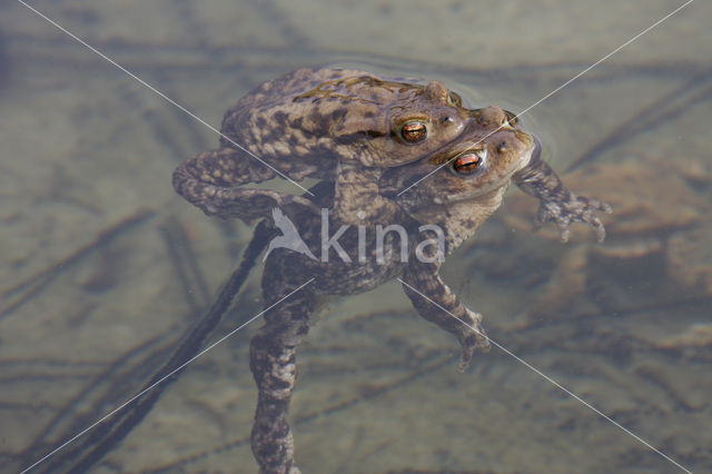 Gewone pad (Bufo bufo)