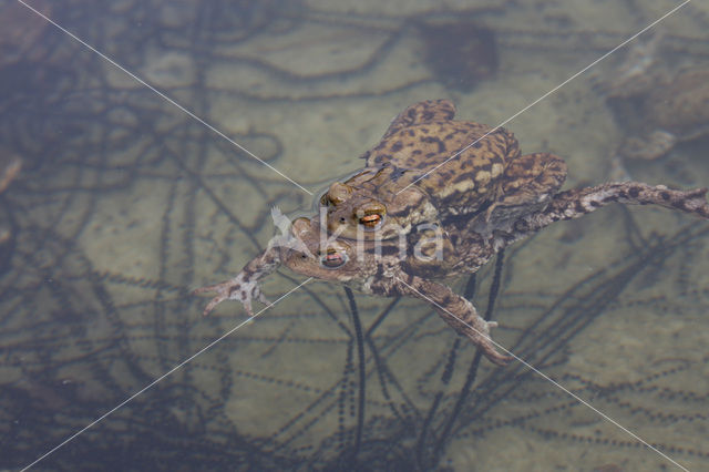 Gewone pad (Bufo bufo)