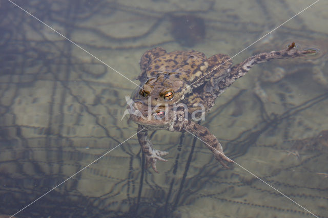 Gewone pad (Bufo bufo)