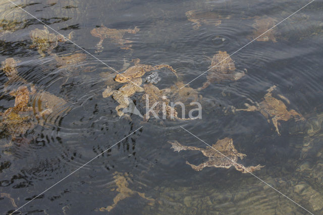 Gewone pad (Bufo bufo)