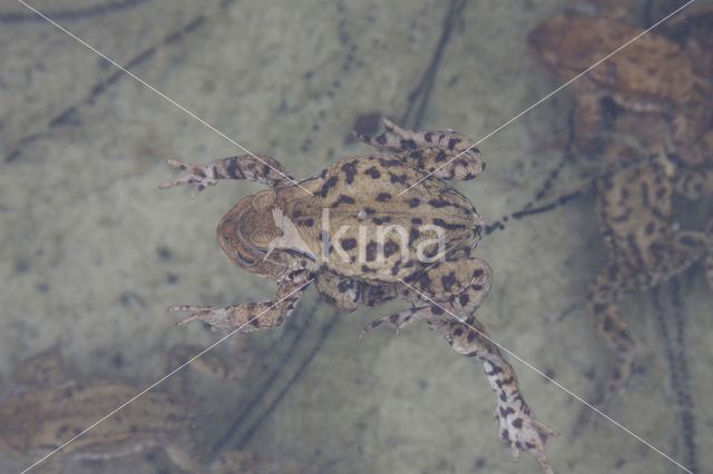 Common Toad (Bufo bufo)