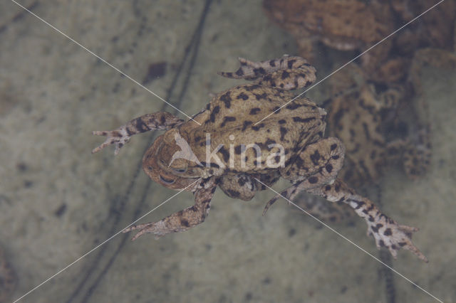 Gewone pad (Bufo bufo)