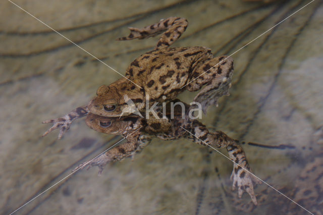 Gewone pad (Bufo bufo)