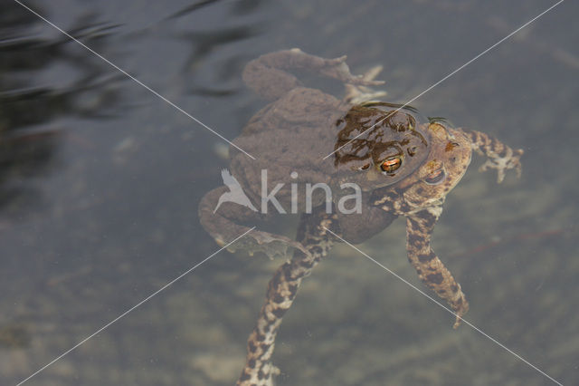 Gewone pad (Bufo bufo)