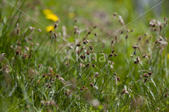 Gewone veldbies (Luzula campestris)