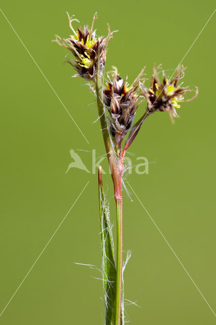 Gewone veldbies (Luzula campestris)