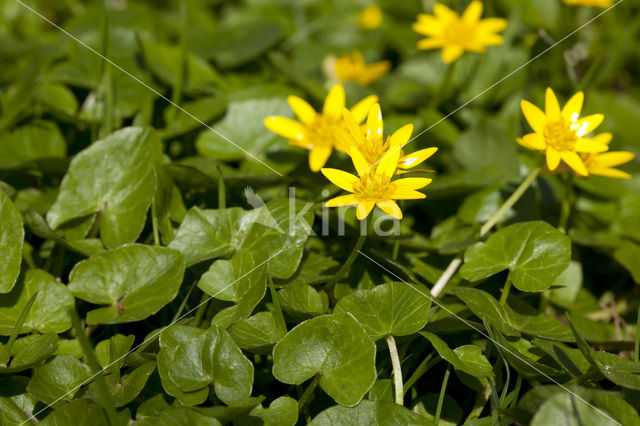 Gewoon speenkruid (Ranunculus ficaria subsp. bulbilifer)