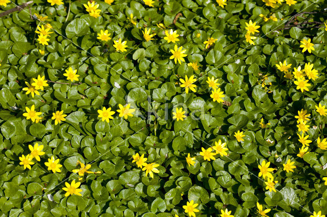 Gewoon speenkruid (Ranunculus ficaria subsp. bulbilifer)