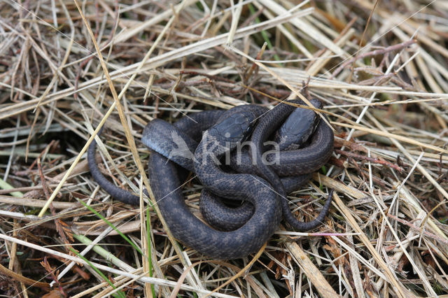 Gladde slang (Coronella austriaca)