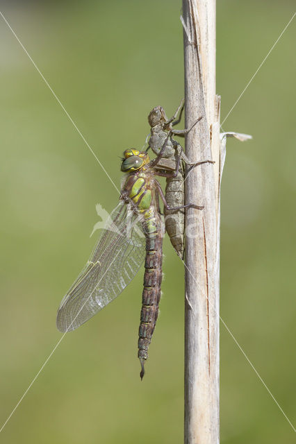 Hairy Dragonfly (Brachytron pratense)