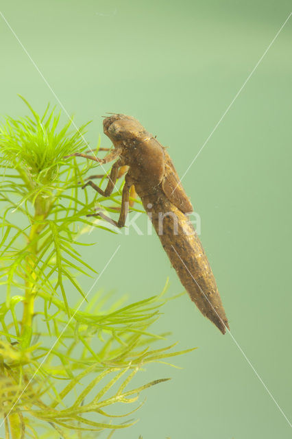 Hairy Dragonfly (Brachytron pratense)