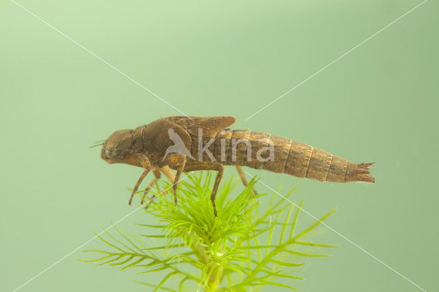 Hairy Dragonfly (Brachytron pratense)