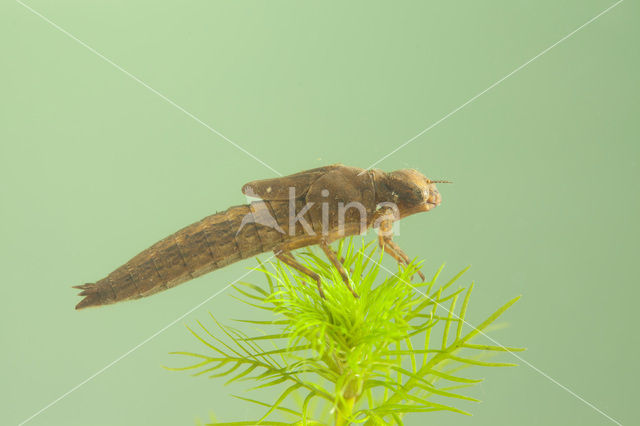 Hairy Dragonfly (Brachytron pratense)