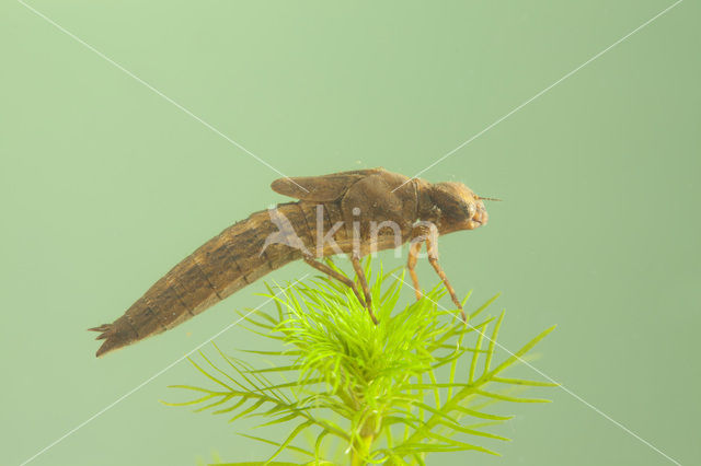 Glassnijder (Brachytron pratense)