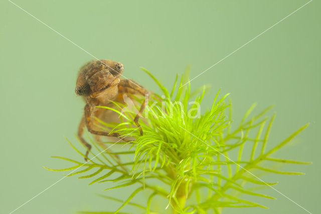 Hairy Dragonfly (Brachytron pratense)