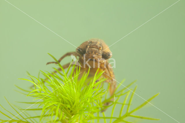 Hairy Dragonfly (Brachytron pratense)