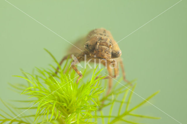 Hairy Dragonfly (Brachytron pratense)