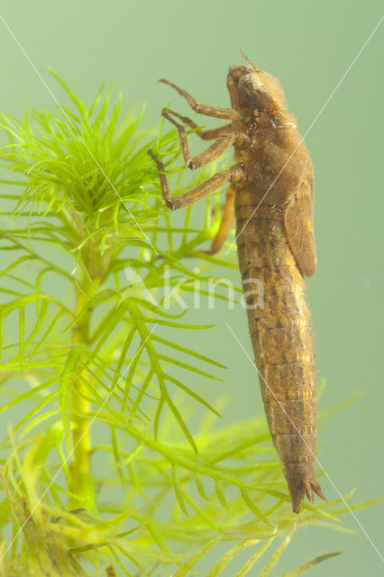 Glassnijder (Brachytron pratense)