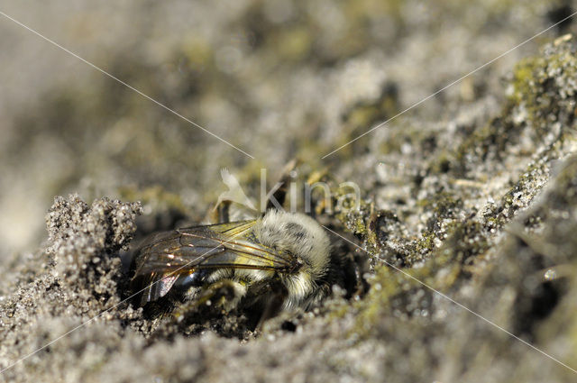 mining bee (Andrena vaga)