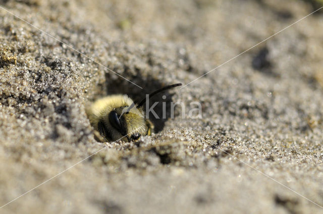 Grijze zandbij (Andrena vaga)