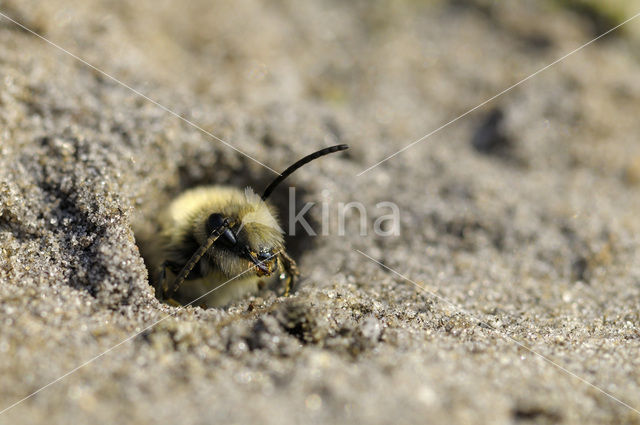 mining bee (Andrena vaga)