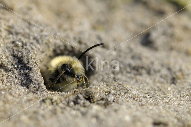 Grijze zandbij (Andrena vaga)