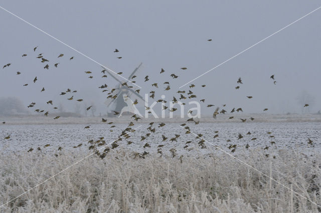 Groenling (Carduelis chloris)