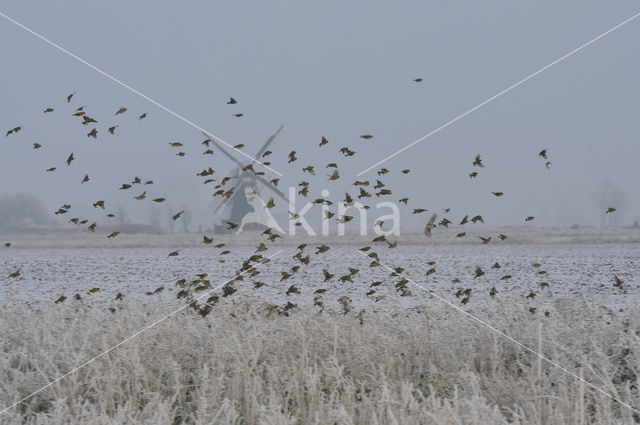 European Greenfinch (Carduelis chloris)