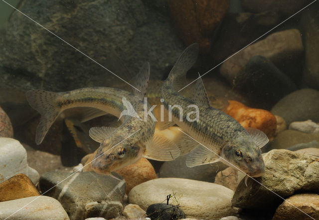 Gudgeon (Gobio gobio)