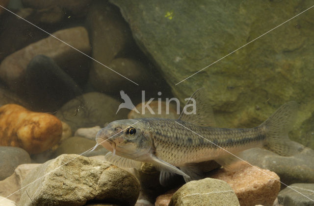 Gudgeon (Gobio gobio)