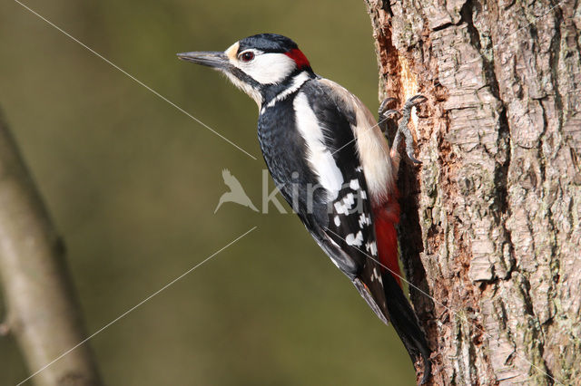 Great Spotted Woodpecker (Dendrocopos major)