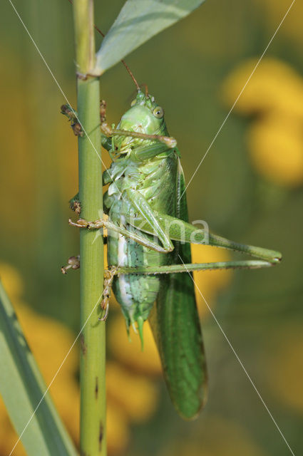 Great Green Bush-cricket (Tettigonia viridissima)