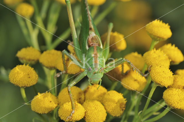 Great Green Bush-cricket (Tettigonia viridissima)