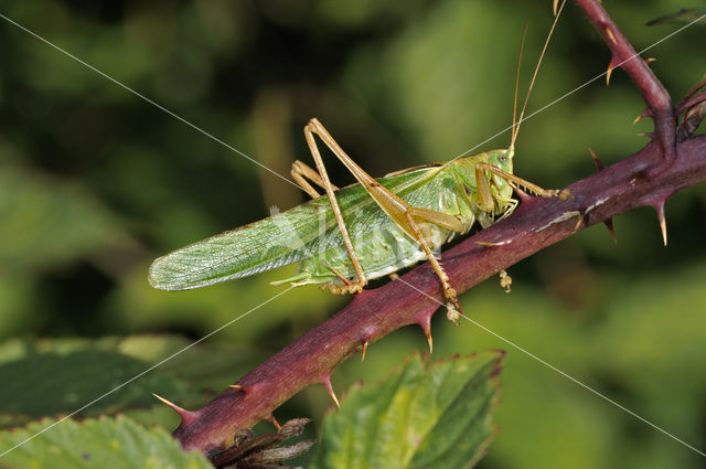 Grote groene sabelsprinkhaan (Tettigonia viridissima)