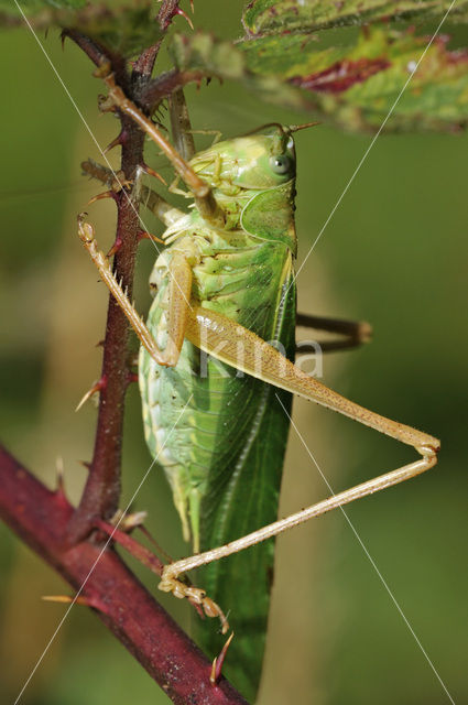 Great Green Bush-cricket (Tettigonia viridissima)