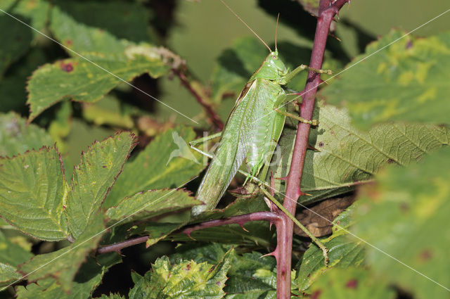 Great Green Bush-cricket (Tettigonia viridissima)