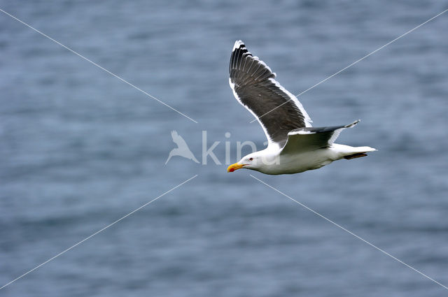 Grote Mantelmeeuw (Larus marinus)