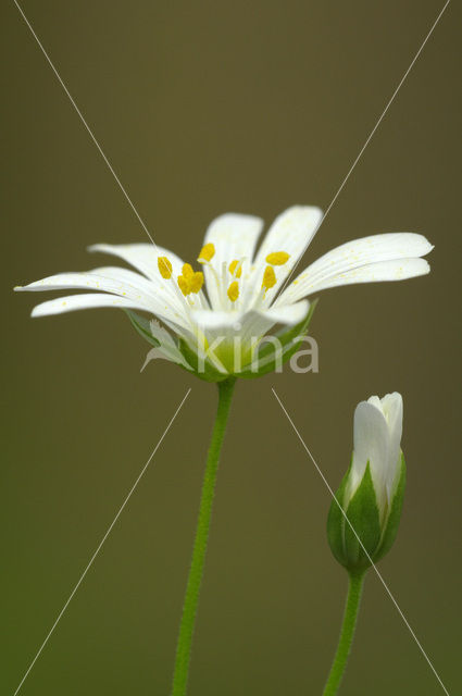 Grote Muur (Caryocolum blandella)