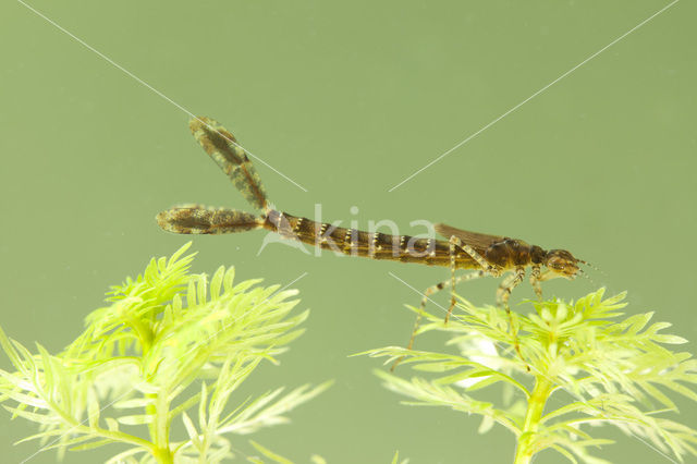 Red-eyed Damselfly (Erythromma najas)