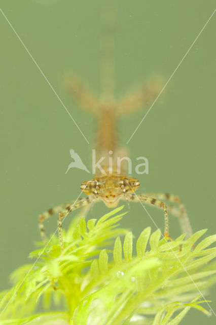 Red-eyed Damselfly (Erythromma najas)