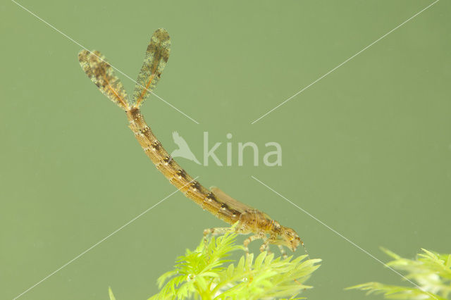 Grote roodoogjuffer (Erythromma najas)