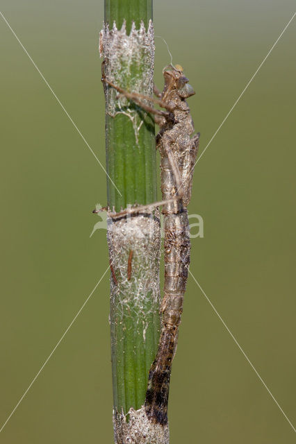 Grote roodoogjuffer (Erythromma najas)