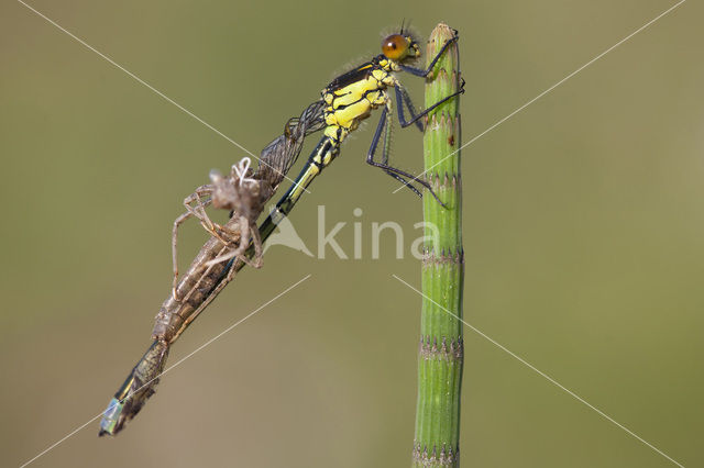 Grote roodoogjuffer (Erythromma najas)